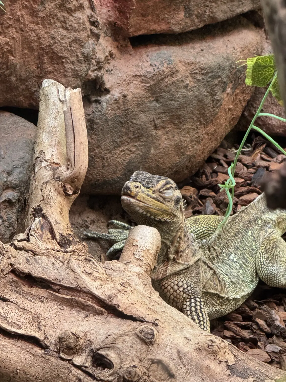 An animal at Dudley Zoo photographed during a Lifted Spirits team meet-up