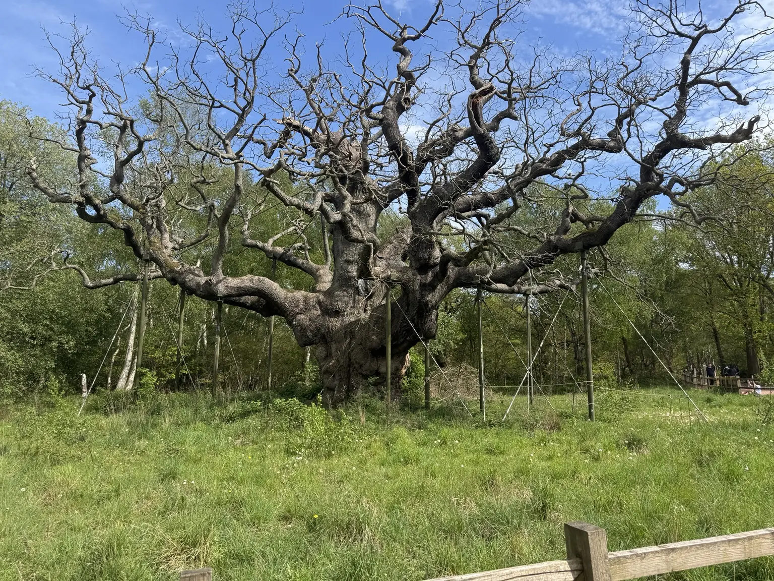 An ancient oak in Sherwood Forest photographed during a Lifted Spirits community day